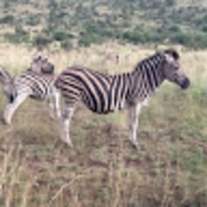 Meet your Posher, Donald